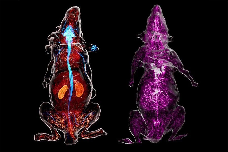3d_view_of_2_whole_adult_mice.jpg?m=1756322740.jpg